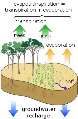 evapotranspiration in forests