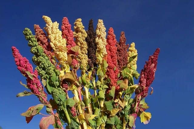 Quinoa plant.
