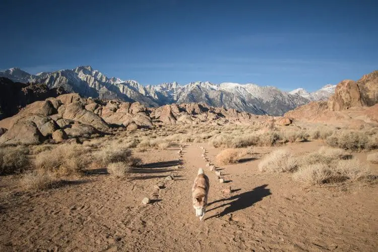 a dog on a trail