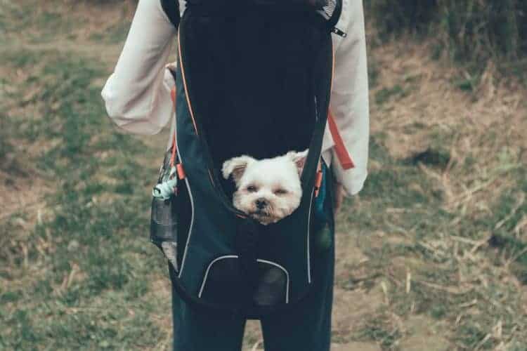 dog in a backpack