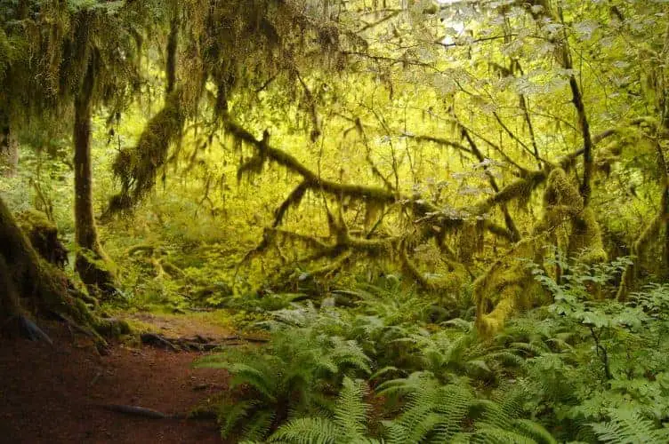 Hoh Rain Forest Hall Of Moss