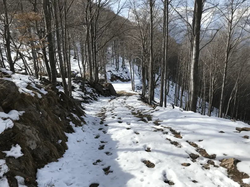 snowy trail