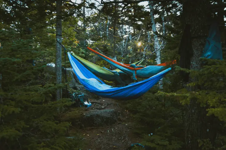 several hammocks hung in a forest