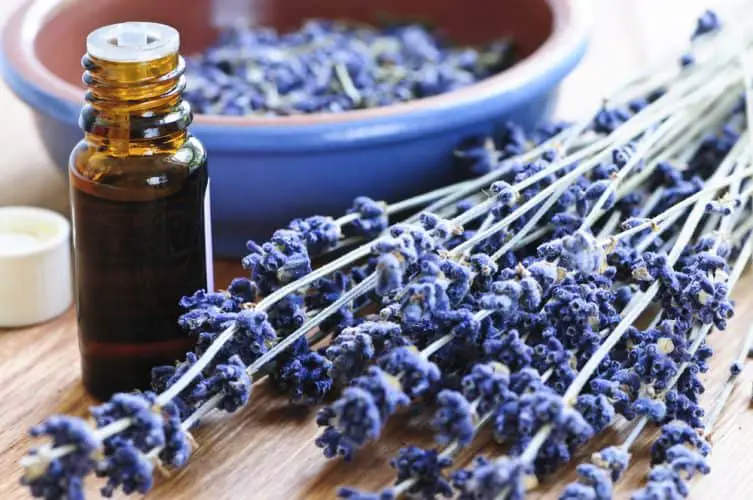 essential oils that are bug repellents