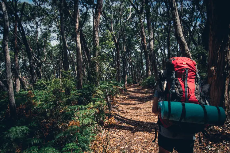 forest hiking with a backpack