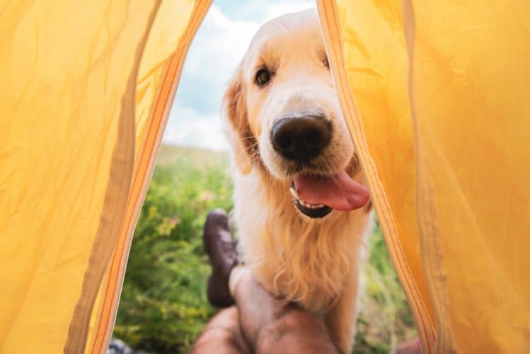 a dog looking into a tent