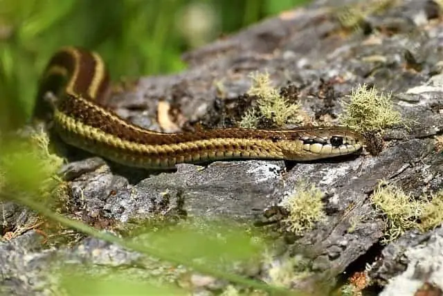 A snake in the woods