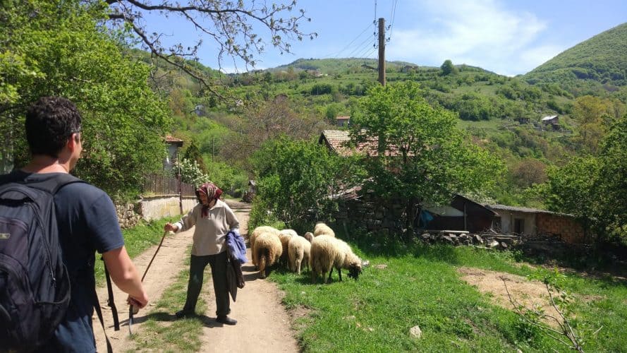 A Bulgarian shepherd