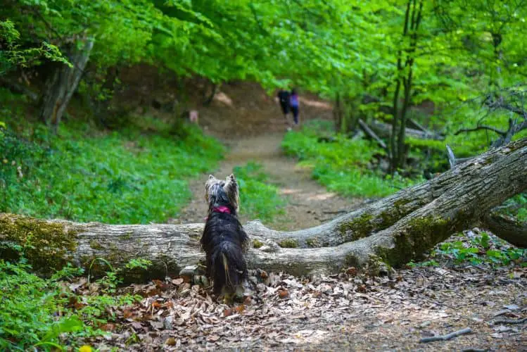 dog hiking in the mountains