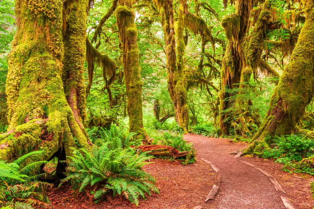 Hoh Rain Forest