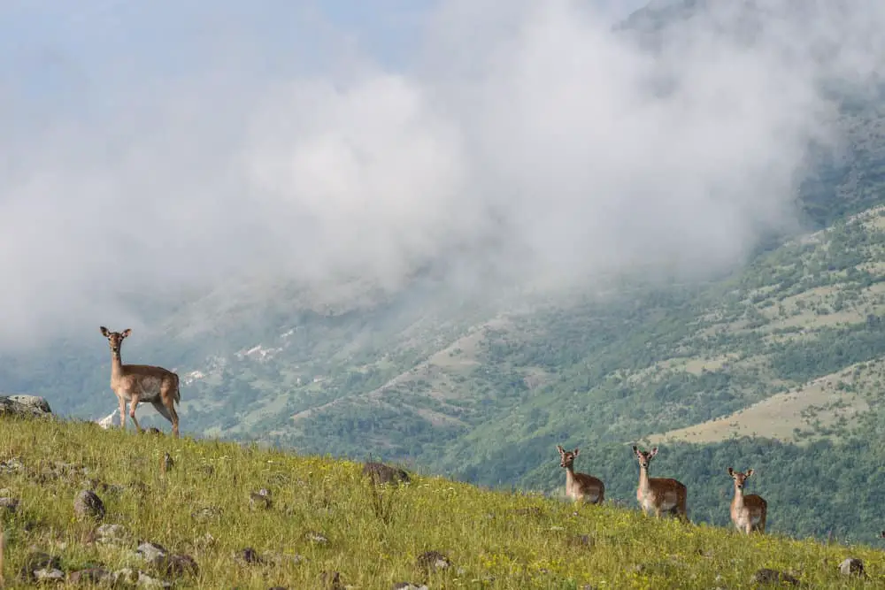 Hiking in rhodope mountains