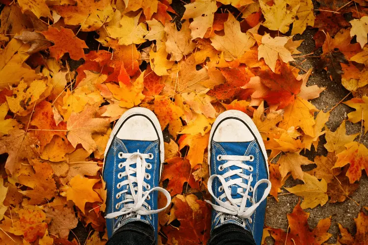sneakers on a leaf background