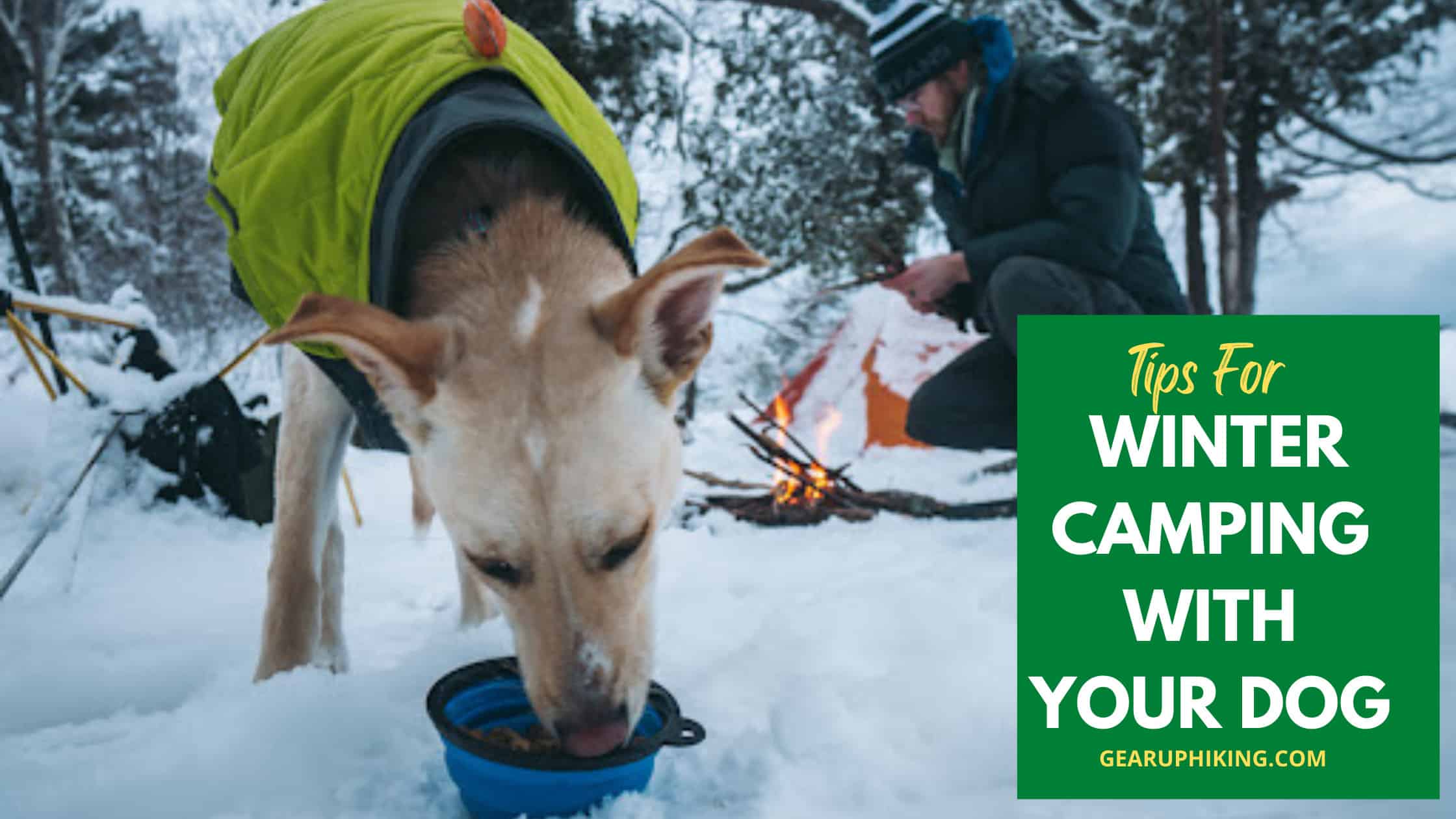 Winter Camping With Your Dog