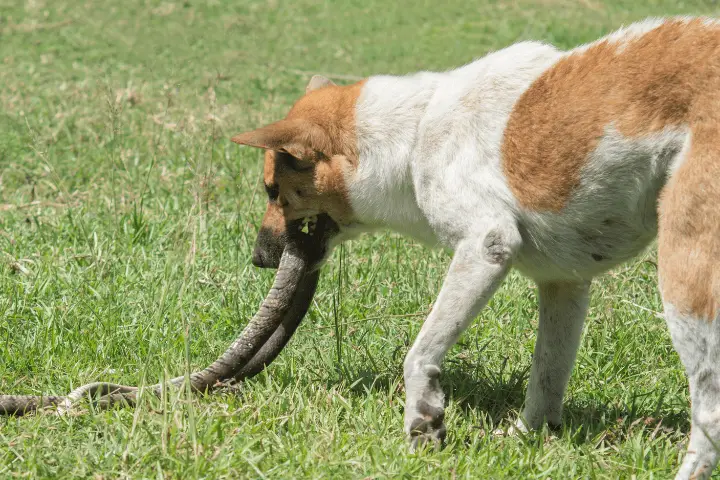 black snakes poisonous to dogs