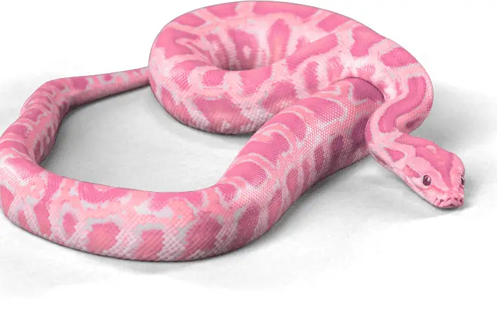 pink snakes real