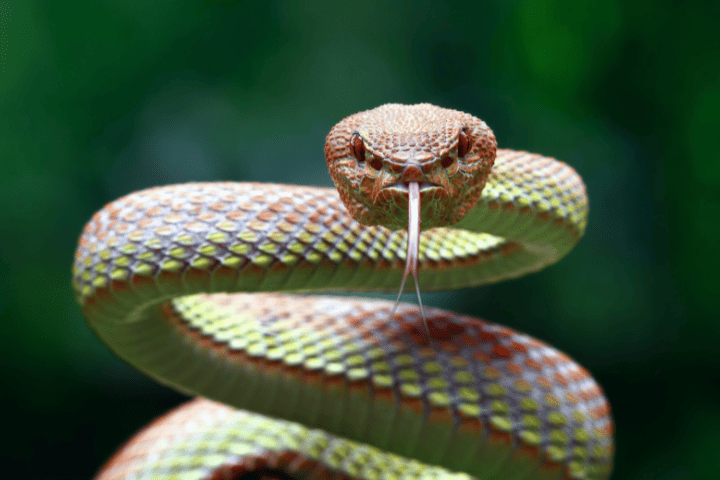 are snakes invertebrates