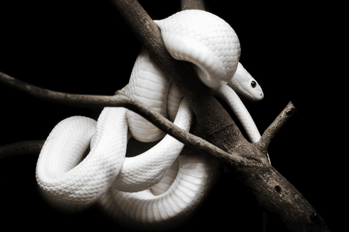 white snakes poisonous