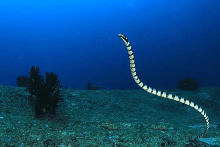 can snakes bite underwater