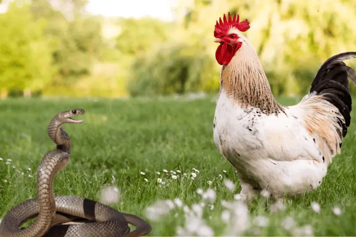 chicken eat snakes