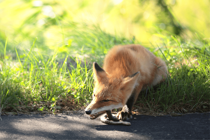 foxes eat snakes