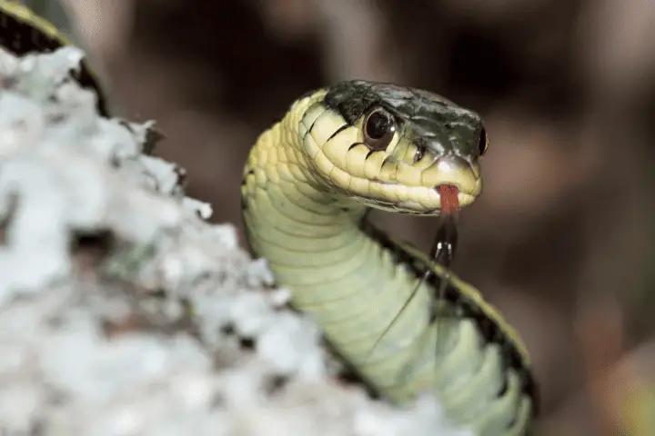 garter snakes have fangs