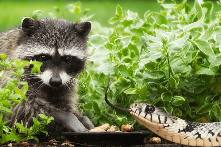 racoons eat snakes