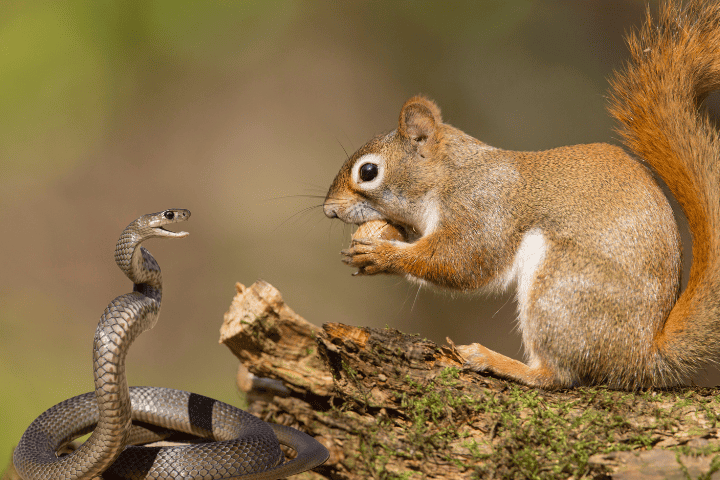 Squirrels Eat Snakes