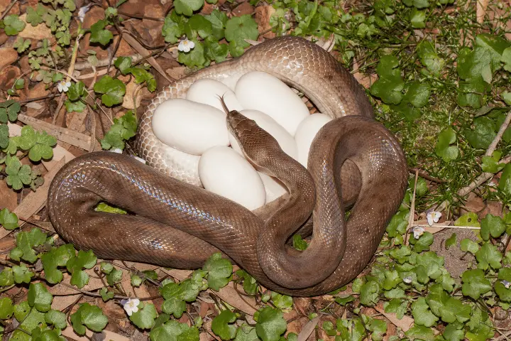 snakes pregnant