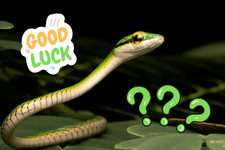 see snake good luck