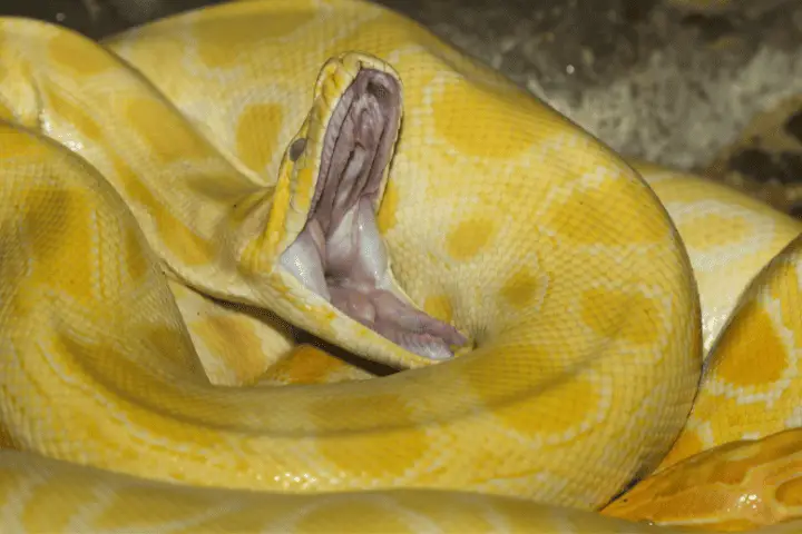 snakes yawn